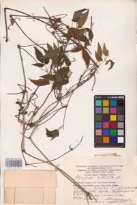 Княжик сибирский (L.) Mill., Восточная Европа, Восточный район (E10) (Россия)