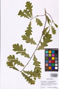 Дуб черешчатый, Дуб обыкновенный L., Восточная Европа, Средневолжский район (E8) (Россия)