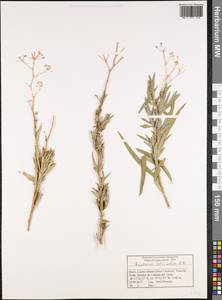 Bupleurum salicifolium Sol. ex Lowe, Африка (AFR) (Испания)