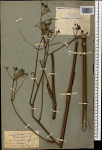 Ферула жестковатая DC., Кавказ, Армения (K5) (Армения)