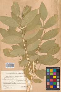 Ясенец мохнатоплодный Turcz., Сибирь, Дальний Восток (S6) (Россия)