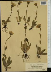Hieracium pilosum subsp. villosiceps (Nägeli & Peter) Gottschl., Западная Европа (EUR) (Австрия)