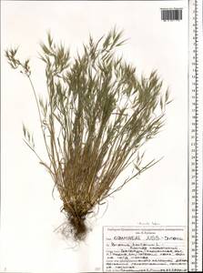 Костер кровельный L., Восточная Европа, Белоруссия (E3a) (Белоруссия)