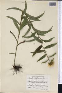 Pentanema salicinum subsp. salicinum, Сибирь, Центральная Сибирь (S3) (Россия)