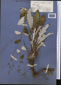 Cousinia antonowii C. Winkl., Средняя Азия и Казахстан, Копетдаг, Бадхыз, Малый и Большой Балхан (M1) (Туркмения)