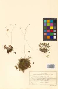 Saxifraga korshinskyi Kom., Сибирь, Дальний Восток (S6) (Россия)