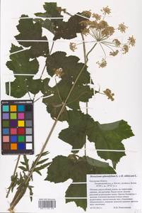 Heracleum sphondylium × sibiricum, Восточная Европа, Центральный район (E4) (Россия)