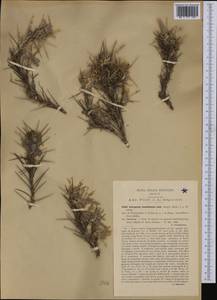 Astragalus tragacantha L., Западная Европа (EUR) (Италия)