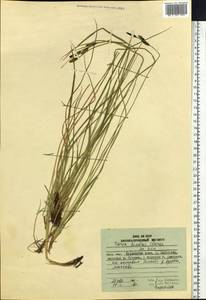 Carex kelloggii var. limnophila (Holm) B.L.Wilson & R.E.Brainerd, Сибирь, Дальний Восток (S6) (Россия)