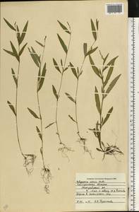 Горец малый (Huds.) Opiz, Восточная Европа, Центральный лесной район (E5) (Россия)