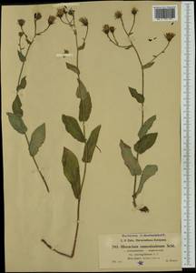 Hieracium ramosissimum subsp. conringiifolium (Arv.-Touv.) Zahn, Западная Европа (EUR) (Франция)