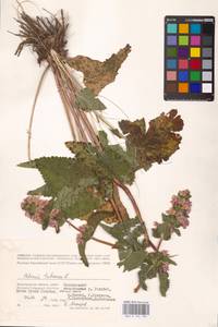 MHA 0 154 199, Зопничек клубненосный (L.) Moench, Восточная Европа, Нижневолжский район (E9) (Россия)