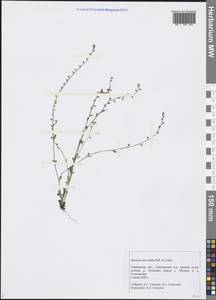 Arnebia decumbens subsp. decumbens, Восточная Европа, Центральный лесостепной район (E6) (Россия)