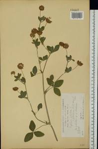 Клевер гибридный L., Восточная Европа, Центральный лесостепной район (E6) (Россия)