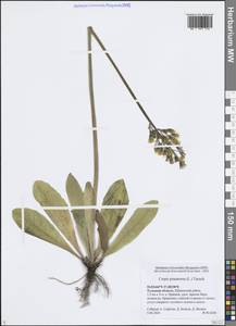 Скерда обгрызенная, Скерда тупоконечная (L.) Tausch, Восточная Европа, Центральный район (E4) (Россия)