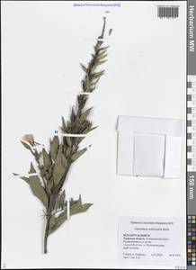 Oenothera × rubricaulis Kleb., Восточная Европа, Северо-Западный район (E2) (Россия)