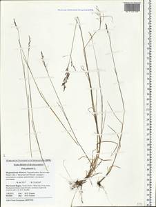 Мятлик болотный L., Восточная Европа, Северный район (E1) (Россия)