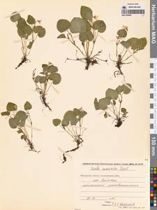 Фиалка Морица Tepl., Сибирь, Чукотка и Камчатка (S7) (Россия)