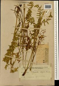 Таволга обыкновенная Moench, Кавказ, Азербайджан (K6) (Азербайджан)