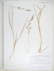 Костер Пампелла Scribn., Сибирь, Дальний Восток (S6) (Россия)