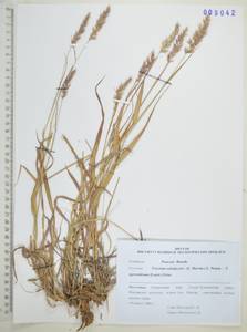 Koeleria subalpestris (Hartm.) Barberá, Quintanar, Soreng & P.M.Peterson, Сибирь, Дальний Восток (S6) (Россия)