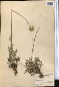 Наголоватка Rupr., Средняя Азия и Казахстан, Северный и Центральный Тянь-Шань (M4) (Киргизия)