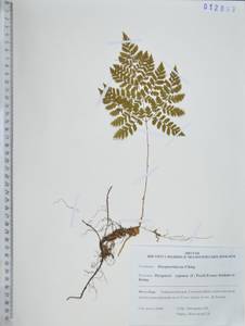 Щитовник распростертый (C.Presl) Fraser-Jenk. & Jermy, Сибирь, Дальний Восток (S6) (Россия)