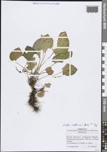 Фиалка холмовая Besser, Восточная Европа, Средневолжский район (E8) (Россия)