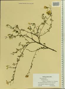 Medicago sativa subsp. glomerata (Balb.) Rouy, Восточная Европа, Московская область и Москва (E4a) (Россия)