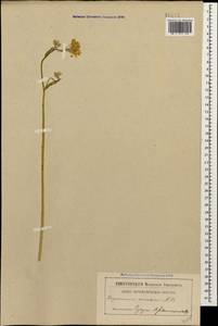 Желтушник золотистый M. Bieb., Кавказ, Абхазия (K4a) (Абхазия)