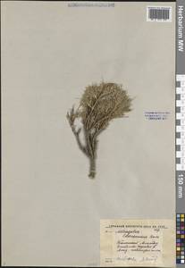 Астрагал мохнатый Boiss., Средняя Азия и Казахстан, Западный Тянь-Шань и Каратау (M3) (Киргизия)