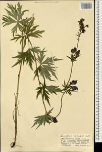 Борец вьющийся Pall., Монголия (MONG) (Монголия)