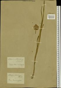 Лук прямой, Лук торчащий Schrad., Сибирь, Западный (Казахстанский) Алтай (S2a) (Казахстан)