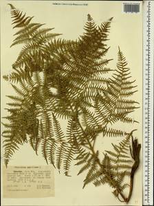 Орляк обыкновенный (L.) Kuhn, Африка (AFR) (Эфиопия)