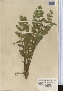 Берула прямая (Huds.) Coville, Средняя Азия и Казахстан, Западный Тянь-Шань и Каратау (M3) (Киргизия)