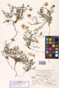 Astragalus alpinus var. alpinus, Средняя Азия и Казахстан, Памир и Памиро-Алай (M2) (Киргизия)