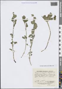 Свободноцветка острозубчатая (Regel) Bornm., Средняя Азия и Казахстан, Памир и Памиро-Алай (M2) (Узбекистан)