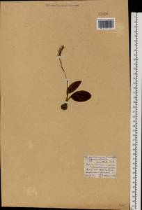 Hemipilia cucullata (L.) Y.Tang, H.Peng & T.Yukawa, Восточная Европа, Центральный лесостепной район (E6) (Россия)