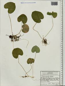 Фиалка лысая Ledeb., Восточная Европа, Московская область и Москва (E4a) (Россия)