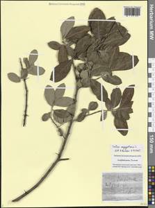 Ива египетская L., Кавказ, Азербайджан (K6) (Азербайджан)