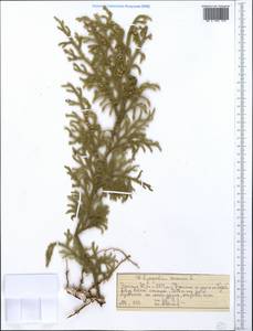 Palhinhaea cernua (L.) Vasc. & Franco, Африка (AFR) (Эфиопия)