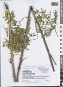 Бутень клубненосный L., Восточная Европа, Центральный район (E4) (Россия)