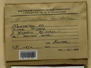 Dicranodontium denudatum (Brid.) E. Britton, Гербарий мохообразных, Мхи - Чукотка и Камчатка (B21) (Россия)