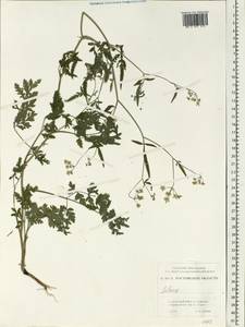 Apiaceae, Восточная Европа, Ростовская область (E12a) (Россия)