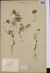 Daucus carota subsp. hispanicus (Gouan) Thell., Западная Европа (EUR) (Франция)
