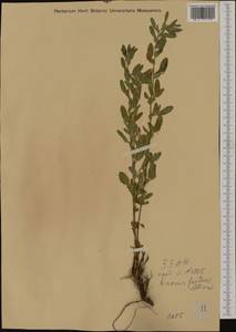 Ononis spinosa subsp. austriaca (Beck)Gams, Западная Европа (EUR) (Австрия)