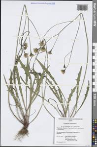 Scorzoneroides autumnalis subsp. autumnalis, Восточная Европа, Северо-Западный район (E2) (Россия)