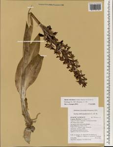 Himantoglossum robertianum (Loisel.) P.Delforge, Зарубежная Азия (ASIA) (Кипр)