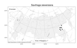 Saxifraga sieversiana, Камнеломка Сиверса Sternb., Атлас флоры России (FLORUS) (Россия)