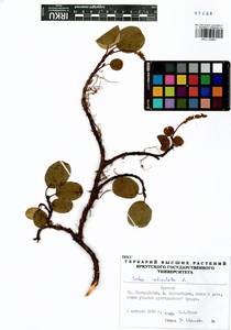 Ива сетчатая L., Сибирь, Прибайкалье и Забайкалье (S4) (Россия)